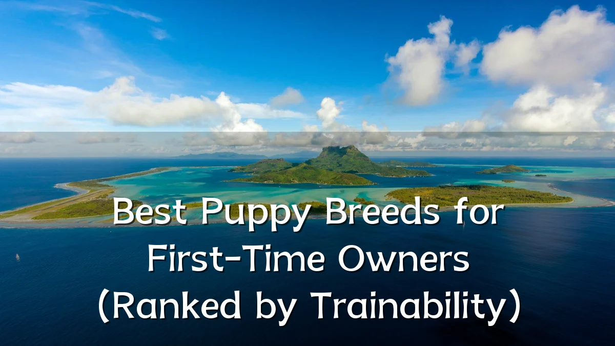 Best Puppy Breeds for First-Time Owners (Ranked by Trainability)